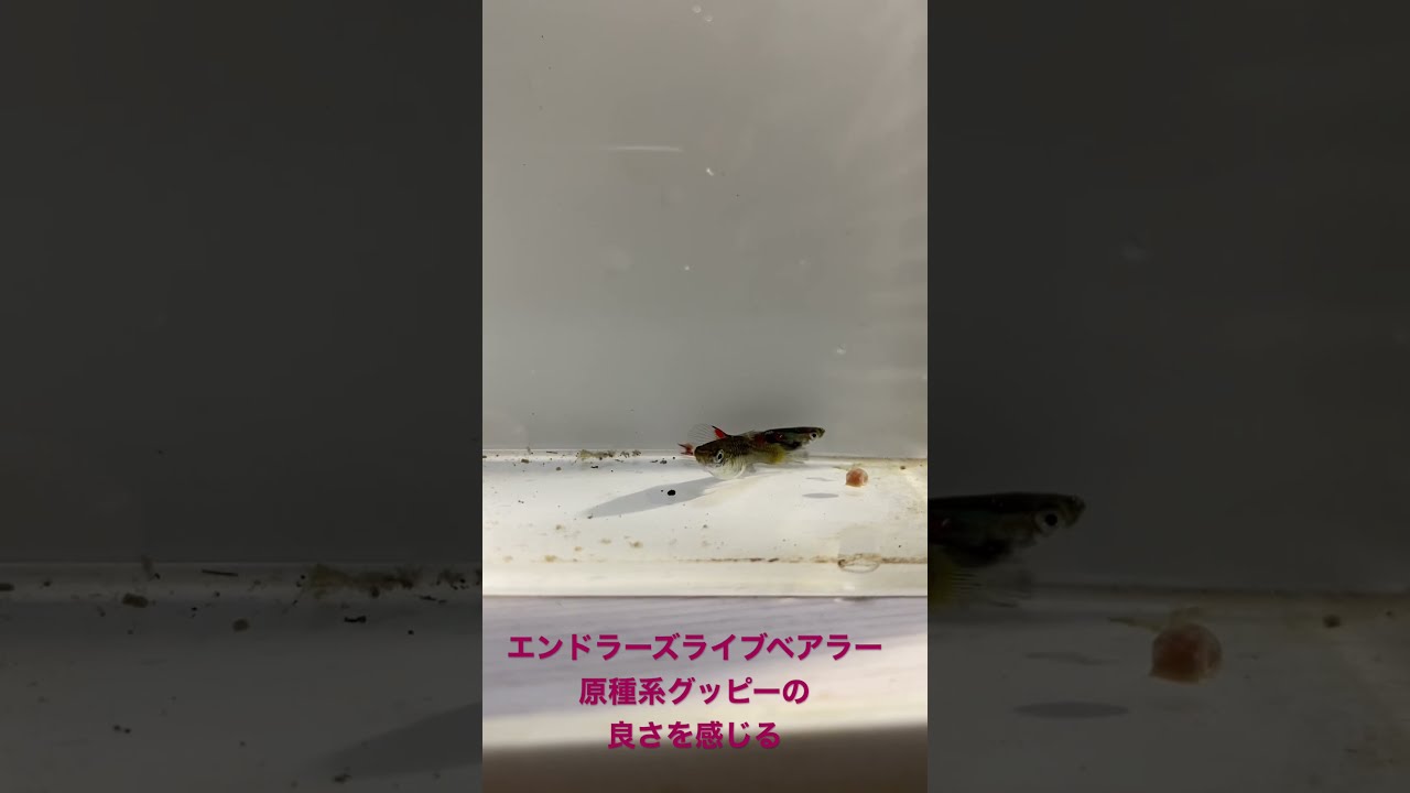 エンドラーズ ライブベアラー